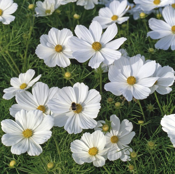 40 plus 20 FREE large plug plants 40 plus 20 FREE large plug plants