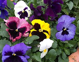 Pansy Matrix F1 Autumn Select Mixed (40 plus 20 FREE large plug plants)