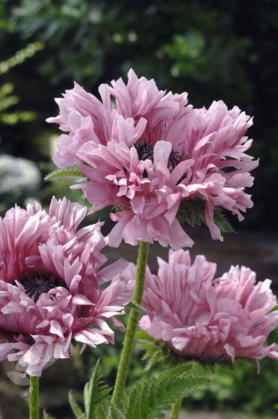 oreintal poppy oreintal poppy