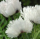 oriental poppy