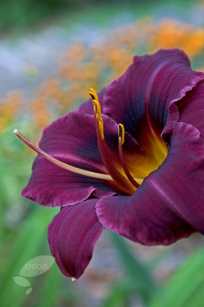 day lily day lily