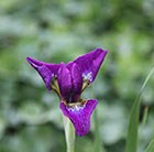 Iris sibirica Valda