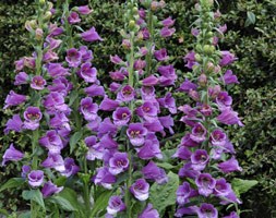 Digitalis purpurea 'Dalmatian Purple' (Dalmatian Series) (foxglove)