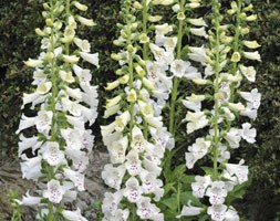 Digitalis purpurea 'Dalmatian White' (foxglove)