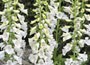 foxglove
