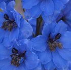 delphinium