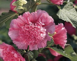 Alcea rosea Chater's Double Group rose pink-flowered (hollyhock)