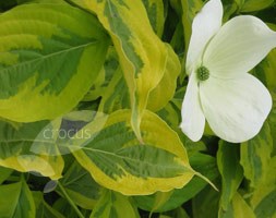 Cornus 'Celestial Shadow' (flowering dogwood)