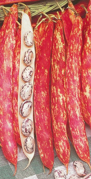 Borlotti bean Borlotti bean