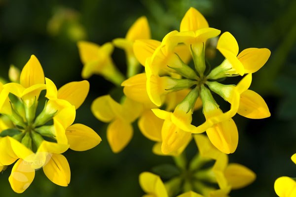 bird's foot trefoil bird's foot trefoil