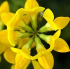 bird's foot trefoil