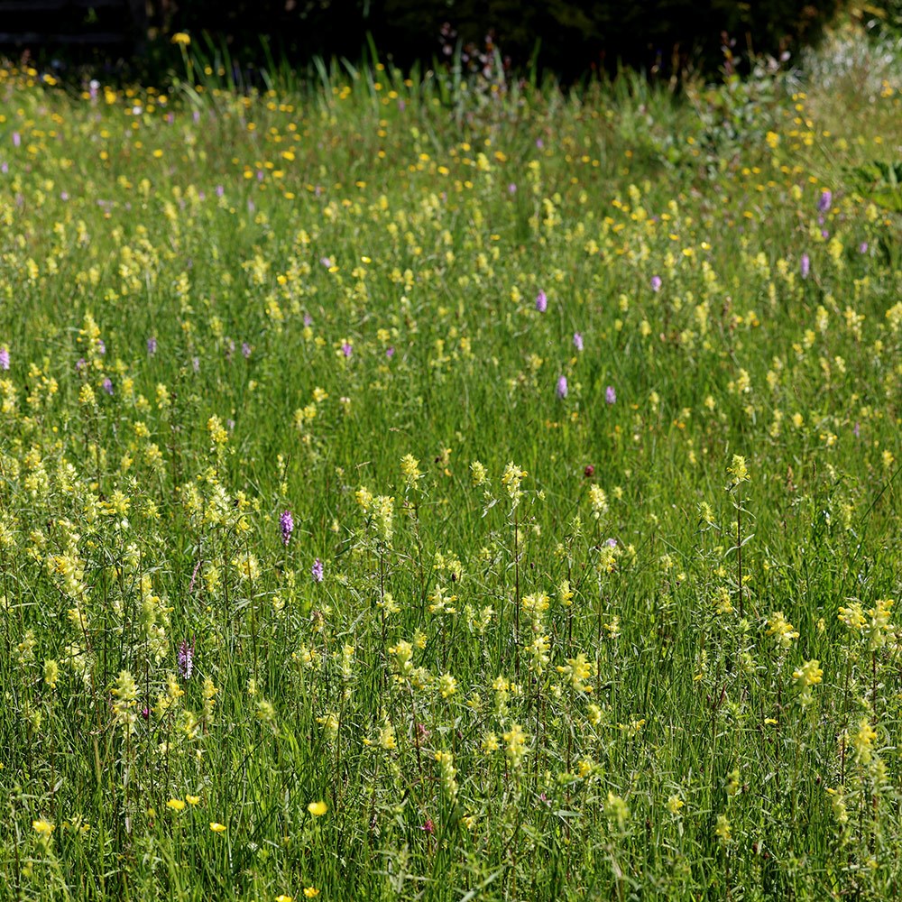 yellow rattle yellow rattle