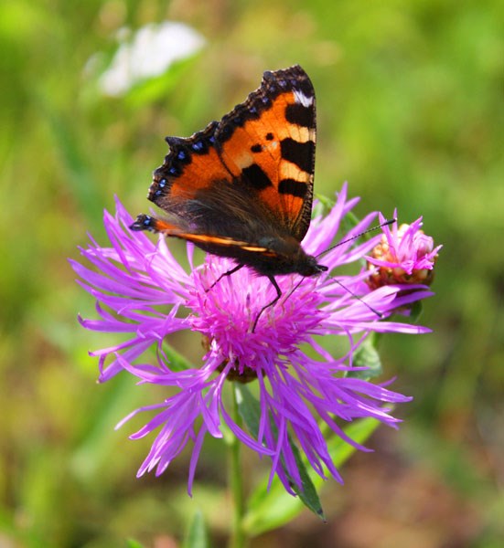 greater knapweed greater knapweed
