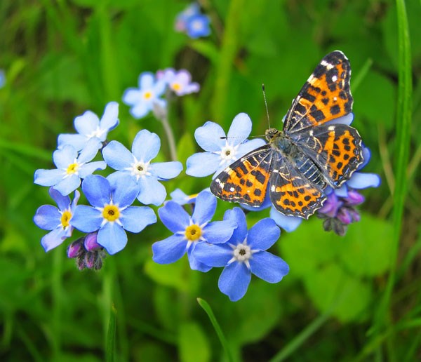 forget-me-not forget-me-not