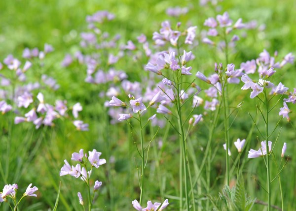 lady's smock / cuckoo flower lady's smock / cuckoo flower