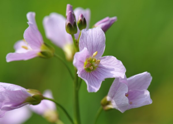 lady's smock / cuckoo flower lady's smock / cuckoo flower