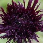 Papaver somniferum Blackcurrant Fizz