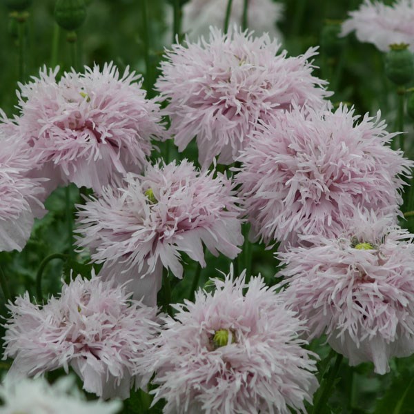 opium poppy opium poppy