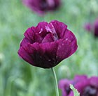 Papaver somniferum Lauren's Grape