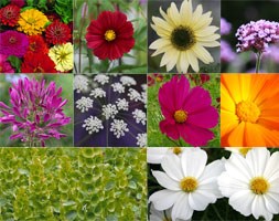 Cosmos bipinnatus 'Xanthos' (cosmos)