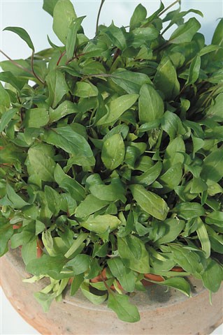 spinach spinach
