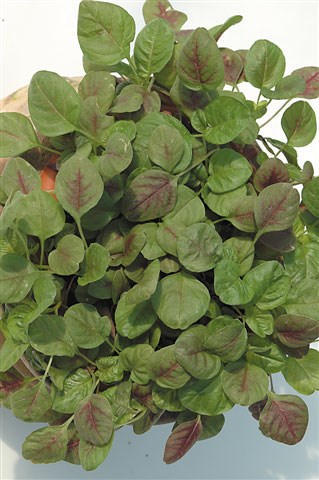 amaranth Red Army amaranth Red Army