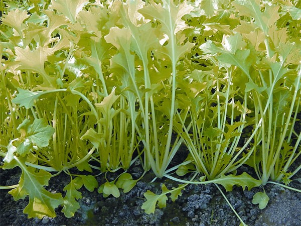 namenia namenia
