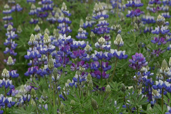 sky lupine sky lupine