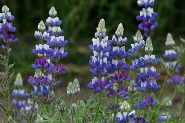 sky lupine sky lupine
