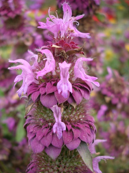 bee balm bee balm