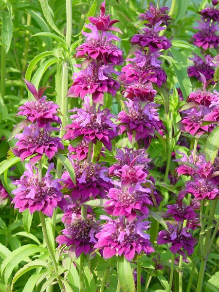 bee balm bee balm