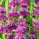 Monarda hybrida Bergamo