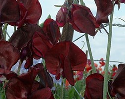 Lathyrus odoratus 'Midnight' (spencer sweet pea seed Midnight)