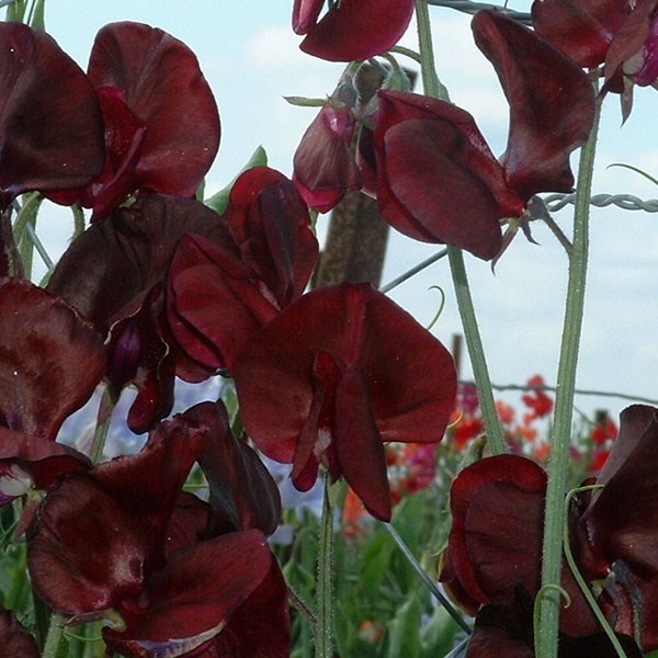 spencer sweet pea seed Midnight spencer sweet pea seed Midnight