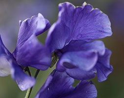 Lathyrus odoratus 'Linda C' (spencer sweet pea seed Linda C)