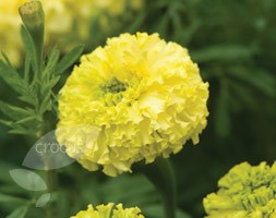 Marigold 'Key Lime' (marigold Key Lime)