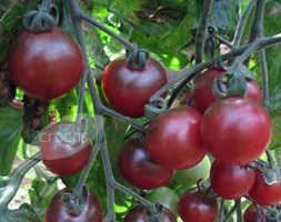 tomato 'Rosella' (cherry tomato)