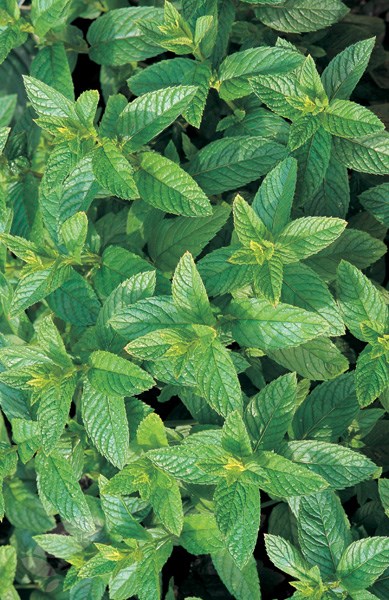 spearmint seeds spearmint seeds