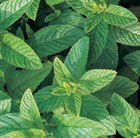 Mentha viridis