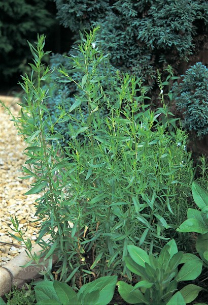 Russian tarragon seeds Russian tarragon seeds