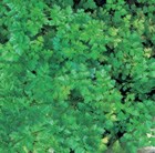 French Parsley