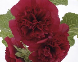 Alcea rosea Chater's Double Group maroon-flowered (hollyhock)