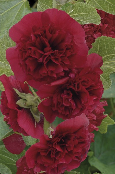 hollyhock hollyhock