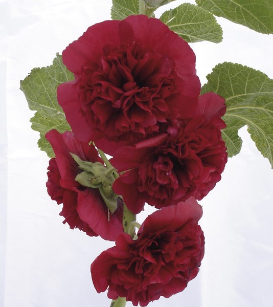 hollyhock hollyhock