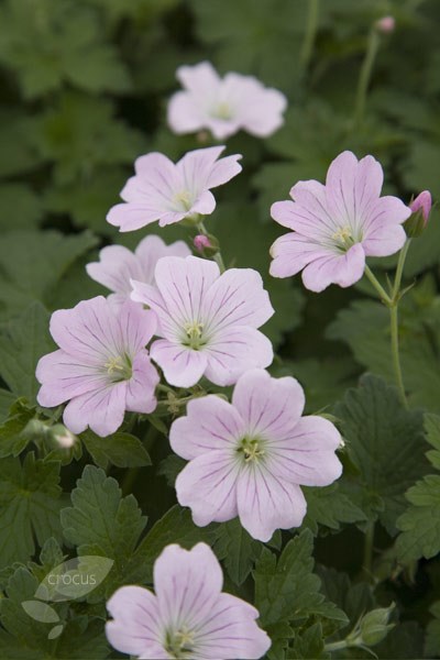 geranium geranium
