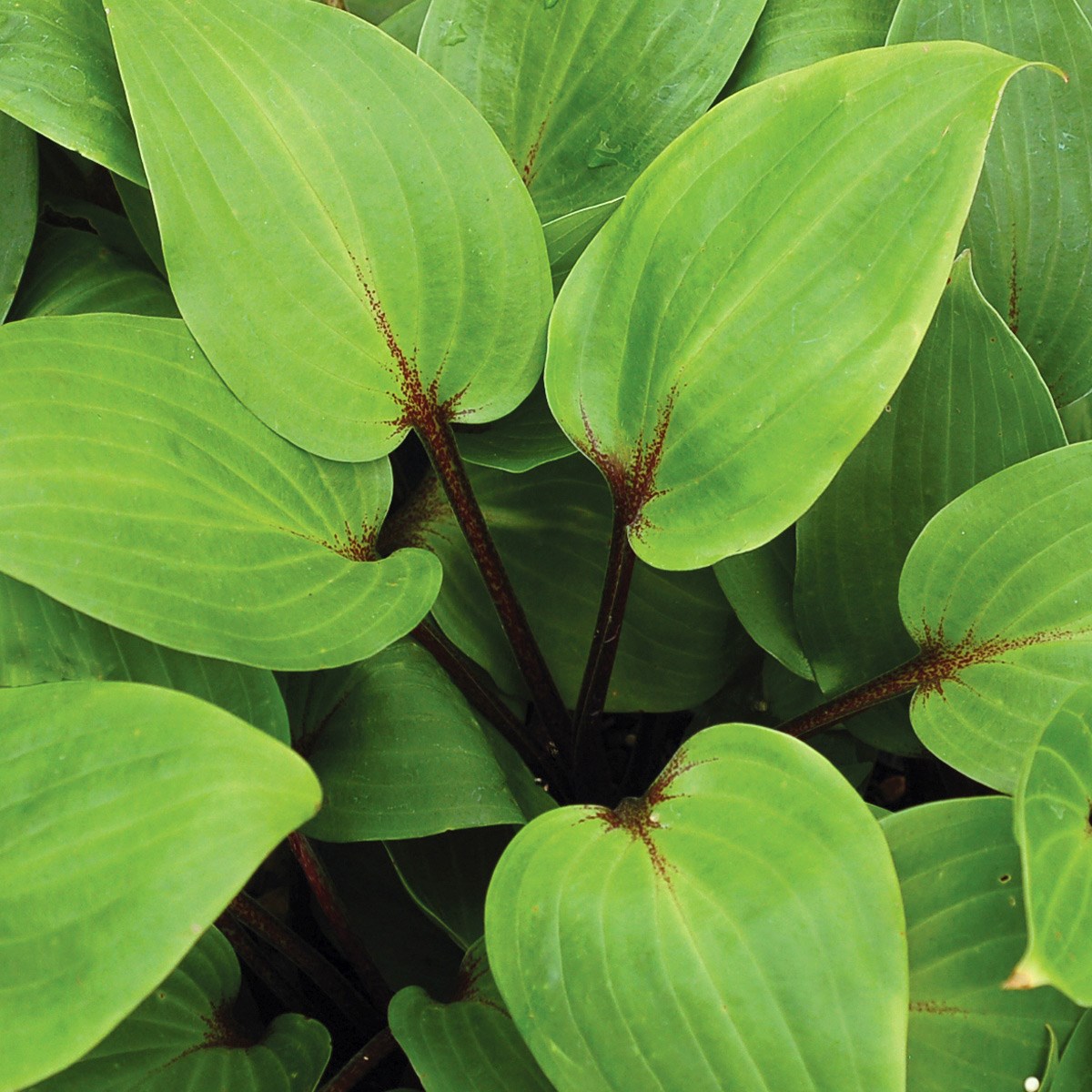 hosta