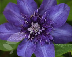 Clematis 'Shikoo' (clematis (group 2))