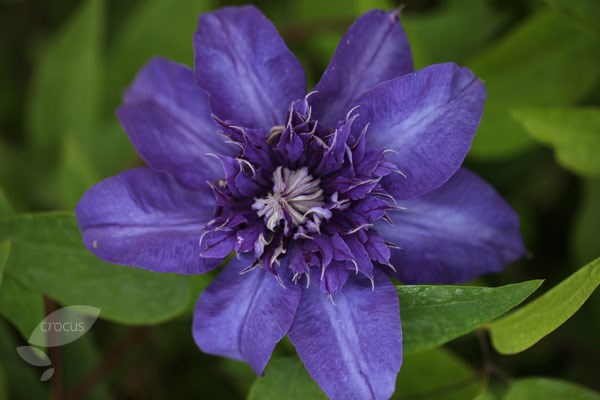 clematis (group 2) clematis (group 2)