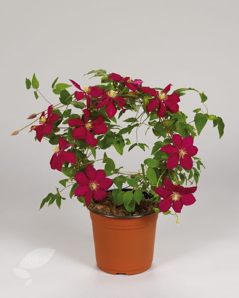 clematis (group 3) clematis (group 3)
