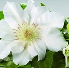 Clematis Aneta
